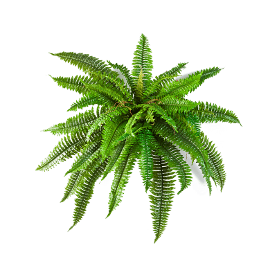 Папоротник Бостон / Boston fern растение искусственное