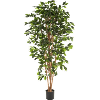 Фикус Нитида / Ficus nitida растение искусственное