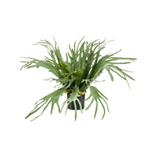 Папоротник / Fern Staghorn растение искусственное