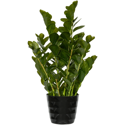 Замиокулькас / Zamioculcas растение искусственное