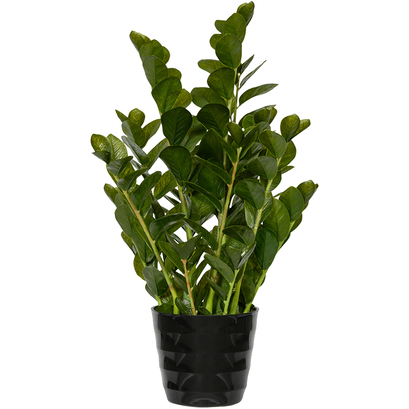 Папоротник душистый (Zamioculcas zamiifolia