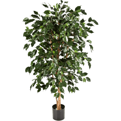 Фикус / Ficus nitida exotica растение искусственное