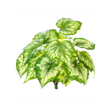 Бегония / Begonia green растение искусственное