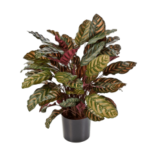 Калатея / Calathea растение искусственное