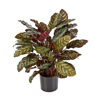 Калатея / Calathea растение искусственное