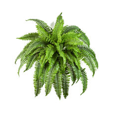 Папоротник Бостон / Boston fern растение искусственное