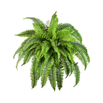 Папоротник Бостон / Boston fern растение искусственное