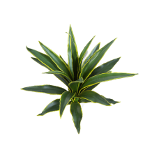 Агава / Agave растение искусственное