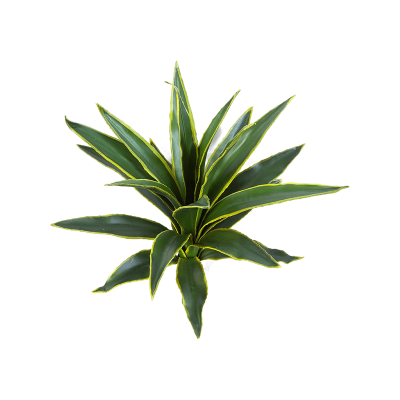 Агава / Agave растение искусственное