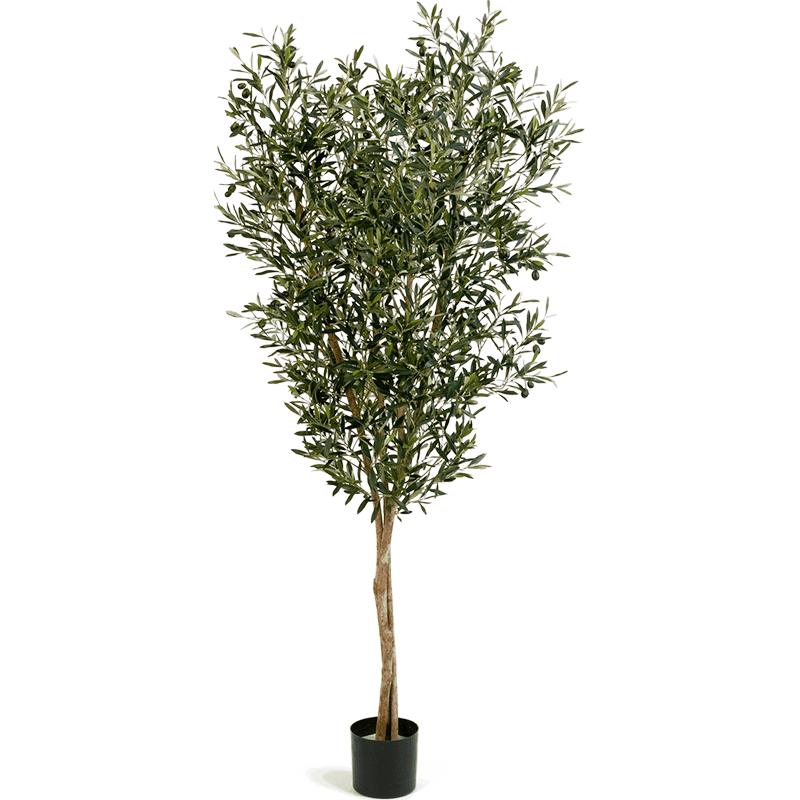 Olive natural. Искусственное дерево олива. Фикус олива.