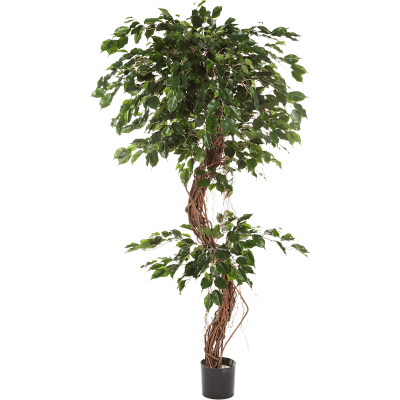 Фикус Экзотика / Ficus corkscrew exotica растение искусственное