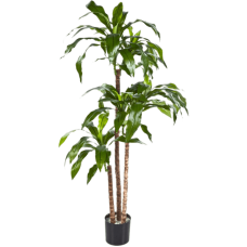 Драцена Фрагранс / Dracaena fragrans steud растение искусственное