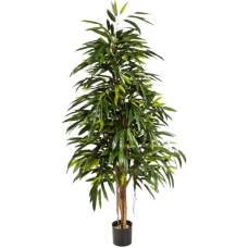 Лонгифолиа дерево / Longifolia royal natural растение искусственное