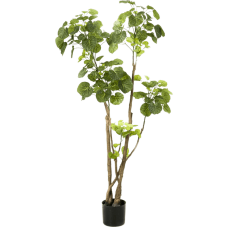 Аралия / Polyscias растение искусственное
