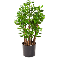 Круссула / Crassula ovata растение искусственное