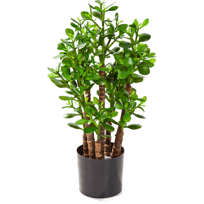 Круссула / Crassula ovata растение искусственное