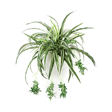 Хлофитум / Spider plant растение искусственное