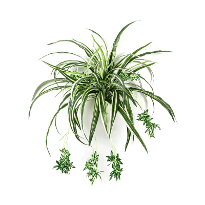 Хлофитум / Spider plant растение искусственное