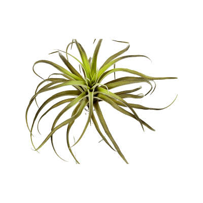 Тилландсия / Tillandsia растение искусственное
