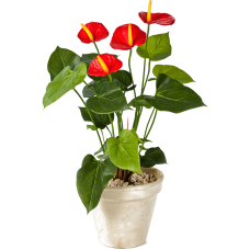 Антуриум Люкс / Anthurium de luxe растение искусственное