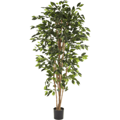 Фикус Нитида / Ficus nitida растение искусственное