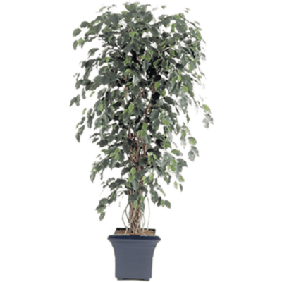 Фикус Лиана Экзотика / Ficus liana exotica растение искусственное