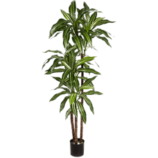 Драцена Фрагранс / Dracaena fragrans steud растение искусственное