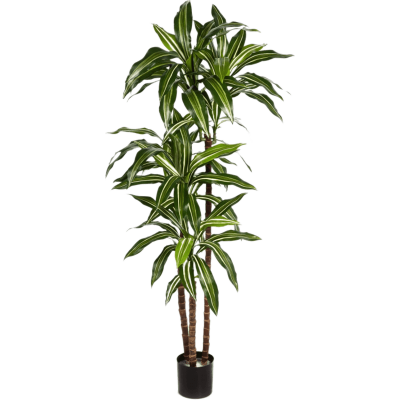 Драцена Фрагранс / Dracaena fragrans steud растение искусственное