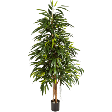 Лонгифолиа дерево / Longifolia royal natural растение искусственное