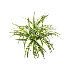 Хлофитум / Spider plant растение искусственное