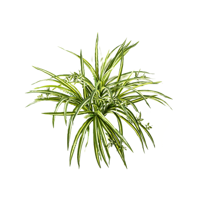 Хлофитум / Spider plant растение искусственное