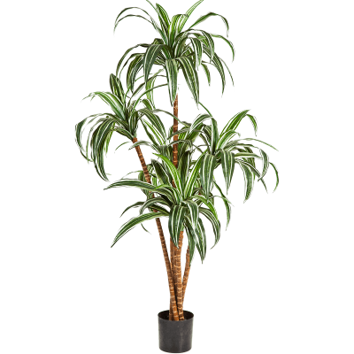 Драцена / Dracaena растение искусственное