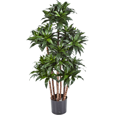 Драцена Фрагранс Компакта / Dracaena fragrans compacta растение искусственное