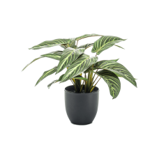 Калатея / Calathea zebrina растение искусственное