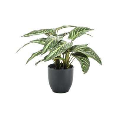 Калатея / Calathea zebrina растение искусственное