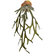 Оленьий рог / Staghorn растение искусственное