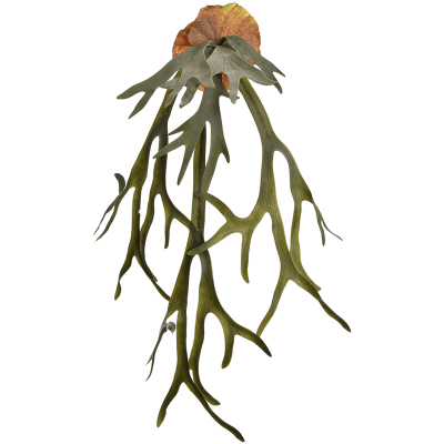 Оленьий рог / Staghorn растение искусственное