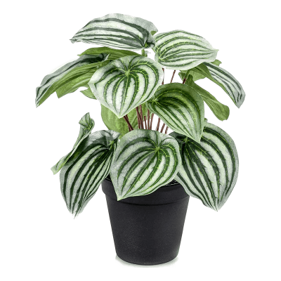 Пеперомия / Peperomia растение искусственное