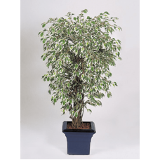 Фикус Гавайский лиана / Ficus hawaiian liana var. растение искусственное