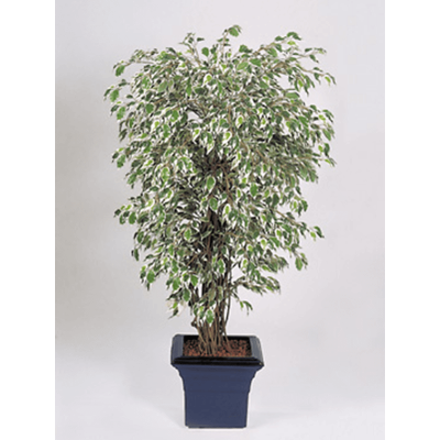 Фикус Гавайский лиана / Ficus hawaiian liana var. растение искусственное