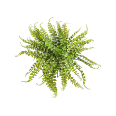 Асплениум / Asplenium maidenhair растение искусственное