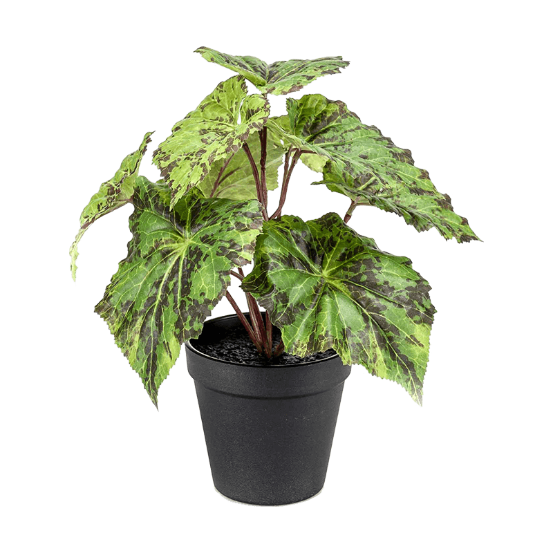 Бегония зеленая. Бегония горшечная. Бегония Potted Plants Leaf. Бегония Филодендрон.