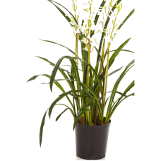 Цимбидиум Орхидея / Cymbidium wild orchid растение искусственное