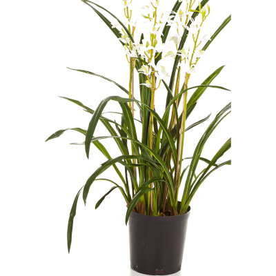 Цимбидиум Орхидея / Cymbidium wild orchid растение искусственное