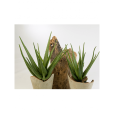 Алоэ / Aloe plant растение искусственное