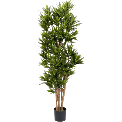 Драцена Рефлекса / Dracaena reflexa растение искусственное