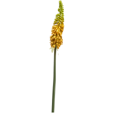 Книпхофия / Kniphofia растение искусственное