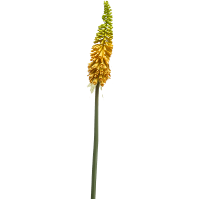 Книпхофия / Kniphofia растение искусственное