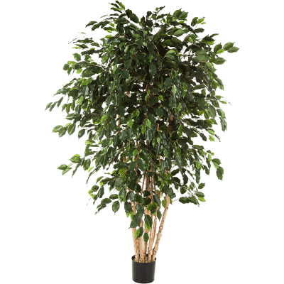 Фикус Экзотика / Ficus exotica растение искусственное