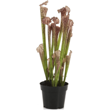 Саррацения / Sarracenia растение искусственное